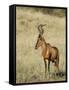 Red Hartebeest, Kgalagadi Transfrontier Park, Northern Cape, South Africa-Toon Ann & Steve-Framed Stretched Canvas