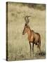 Red Hartebeest, Kgalagadi Transfrontier Park, Northern Cape, South Africa-Toon Ann & Steve-Stretched Canvas