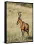 Red Hartebeest, Kgalagadi Transfrontier Park, Northern Cape, South Africa-Toon Ann & Steve-Framed Stretched Canvas