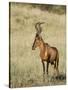 Red Hartebeest, Kgalagadi Transfrontier Park, Northern Cape, South Africa-Toon Ann & Steve-Stretched Canvas