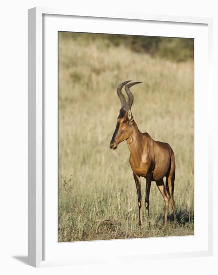 Red Hartebeest, Kgalagadi Transfrontier Park, Northern Cape, South Africa-Toon Ann & Steve-Framed Photographic Print