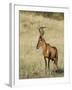 Red Hartebeest, Kgalagadi Transfrontier Park, Northern Cape, South Africa-Toon Ann & Steve-Framed Photographic Print