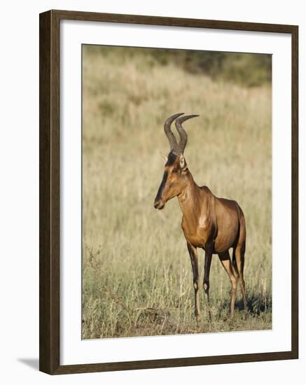 Red Hartebeest, Kgalagadi Transfrontier Park, Northern Cape, South Africa-Toon Ann & Steve-Framed Photographic Print