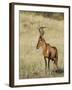 Red Hartebeest, Kgalagadi Transfrontier Park, Northern Cape, South Africa-Toon Ann & Steve-Framed Photographic Print