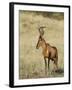 Red Hartebeest, Kgalagadi Transfrontier Park, Northern Cape, South Africa-Toon Ann & Steve-Framed Photographic Print