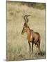 Red Hartebeest, Kgalagadi Transfrontier Park, Northern Cape, South Africa-Toon Ann & Steve-Mounted Photographic Print