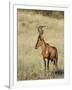 Red Hartebeest, Kgalagadi Transfrontier Park, Northern Cape, South Africa-Toon Ann & Steve-Framed Photographic Print