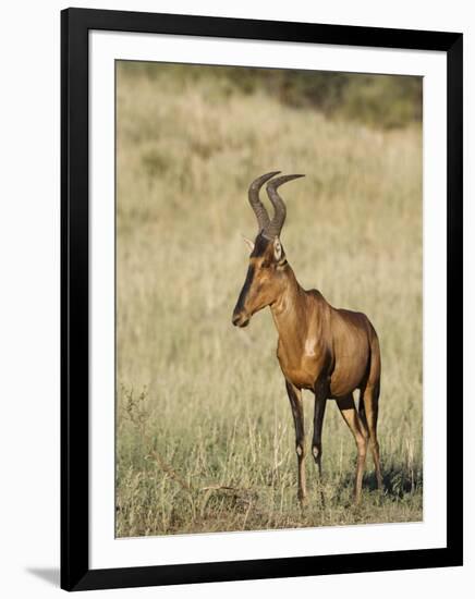 Red Hartebeest, Kgalagadi Transfrontier Park, Northern Cape, South Africa-Toon Ann & Steve-Framed Photographic Print