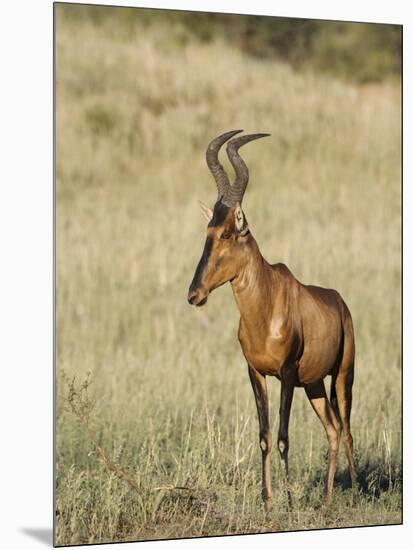 Red Hartebeest, Kgalagadi Transfrontier Park, Northern Cape, South Africa-Toon Ann & Steve-Mounted Photographic Print