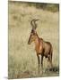 Red Hartebeest, Kgalagadi Transfrontier Park, Northern Cape, South Africa-Toon Ann & Steve-Mounted Photographic Print