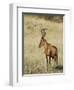 Red Hartebeest, Kgalagadi Transfrontier Park, Northern Cape, South Africa-Toon Ann & Steve-Framed Photographic Print