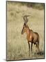 Red Hartebeest, Kgalagadi Transfrontier Park, Northern Cape, South Africa-Toon Ann & Steve-Mounted Photographic Print