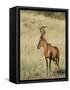 Red Hartebeest, Kgalagadi Transfrontier Park, Northern Cape, South Africa-Toon Ann & Steve-Framed Stretched Canvas