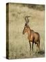 Red Hartebeest, Kgalagadi Transfrontier Park, Northern Cape, South Africa-Toon Ann & Steve-Stretched Canvas