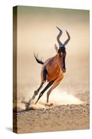 Red Hartebeest Running - Alcelaphus Caama - Kalahari Desert - South Africa-Johan Swanepoel-Stretched Canvas