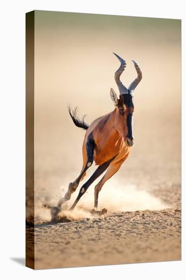 Red Hartebeest Running - Alcelaphus Caama - Kalahari Desert - South Africa-Johan Swanepoel-Stretched Canvas