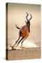 Red Hartebeest Running - Alcelaphus Caama - Kalahari Desert - South Africa-Johan Swanepoel-Stretched Canvas