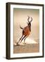 Red Hartebeest Running - Alcelaphus Caama - Kalahari Desert - South Africa-Johan Swanepoel-Framed Photographic Print