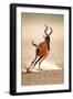 Red Hartebeest Running - Alcelaphus Caama - Kalahari Desert - South Africa-Johan Swanepoel-Framed Photographic Print