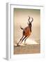 Red Hartebeest Running - Alcelaphus Caama - Kalahari Desert - South Africa-Johan Swanepoel-Framed Photographic Print