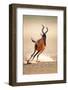 Red Hartebeest Running - Alcelaphus Caama - Kalahari Desert - South Africa-Johan Swanepoel-Framed Photographic Print