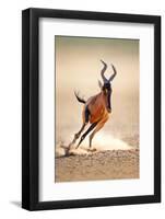 Red Hartebeest Running - Alcelaphus Caama - Kalahari Desert - South Africa-Johan Swanepoel-Framed Photographic Print