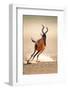 Red Hartebeest Running - Alcelaphus Caama - Kalahari Desert - South Africa-Johan Swanepoel-Framed Photographic Print