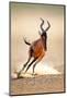 Red Hartebeest Running - Alcelaphus Caama - Kalahari Desert - South Africa-Johan Swanepoel-Mounted Photographic Print