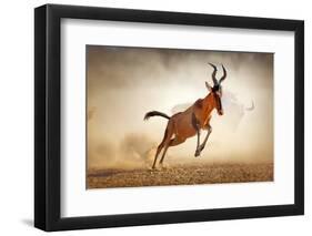 Red Hartebeest Running in Dust - Alcelaphus Caama - Kalahari Desert - South Africa-Johan Swanepoel-Framed Photographic Print