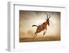 Red Hartebeest Running in Dust - Alcelaphus Caama - Kalahari Desert - South Africa-Johan Swanepoel-Framed Photographic Print