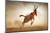 Red Hartebeest Running in Dust - Alcelaphus Caama - Kalahari Desert - South Africa-Johan Swanepoel-Mounted Photographic Print