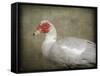 Red Head Muscovy Duck-Jai Johnson-Framed Stretched Canvas