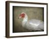 Red Head Muscovy Duck-Jai Johnson-Framed Giclee Print