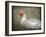 Red Head Muscovy Duck-Jai Johnson-Framed Giclee Print