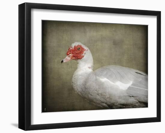 Red Head Muscovy Duck-Jai Johnson-Framed Giclee Print