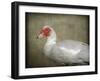 Red Head Muscovy Duck-Jai Johnson-Framed Giclee Print