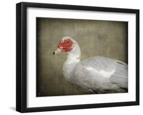 Red Head Muscovy Duck-Jai Johnson-Framed Giclee Print