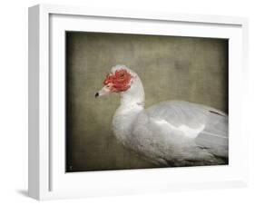 Red Head Muscovy Duck-Jai Johnson-Framed Giclee Print