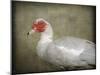 Red Head Muscovy Duck-Jai Johnson-Mounted Giclee Print