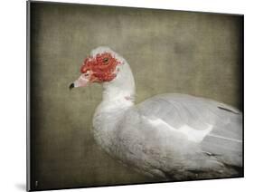 Red Head Muscovy Duck-Jai Johnson-Mounted Giclee Print