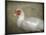 Red Head Muscovy Duck-Jai Johnson-Mounted Giclee Print