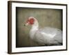 Red Head Muscovy Duck-Jai Johnson-Framed Giclee Print