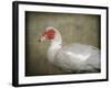 Red Head Muscovy Duck-Jai Johnson-Framed Giclee Print