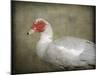 Red Head Muscovy Duck-Jai Johnson-Mounted Giclee Print