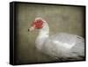 Red Head Muscovy Duck-Jai Johnson-Framed Stretched Canvas