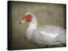 Red Head Muscovy Duck-Jai Johnson-Stretched Canvas