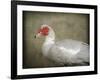 Red Head Muscovy Duck-Jai Johnson-Framed Giclee Print