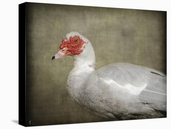 Red Head Muscovy Duck-Jai Johnson-Stretched Canvas