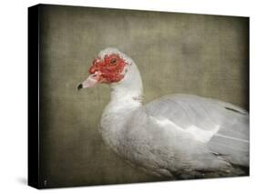 Red Head Muscovy Duck-Jai Johnson-Stretched Canvas