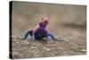 Red Headed Agama Lizard in Serengeti National Park, Tanzania-null-Stretched Canvas